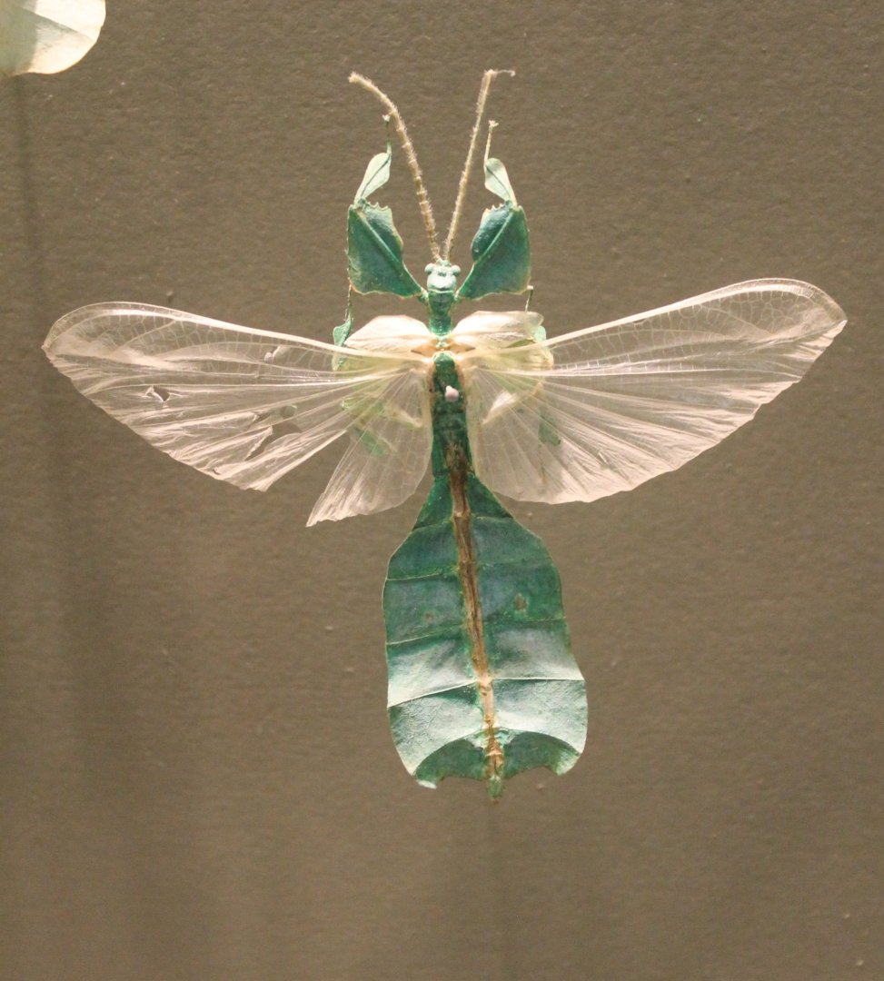 Leaf insect-specimen