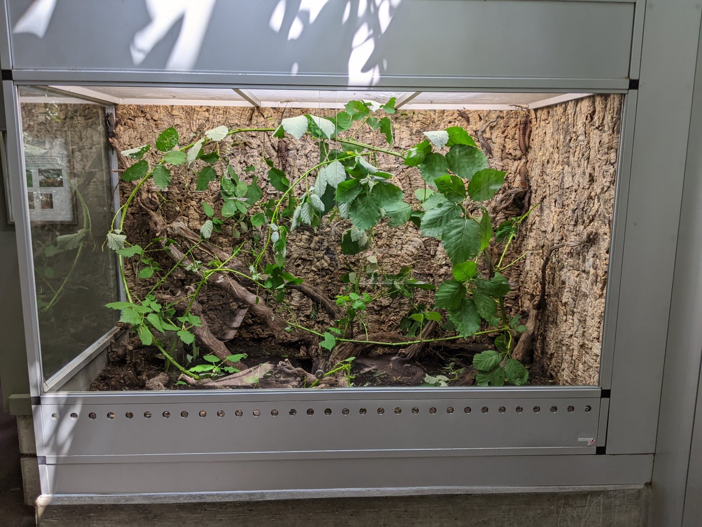 Leaf Insect Tank