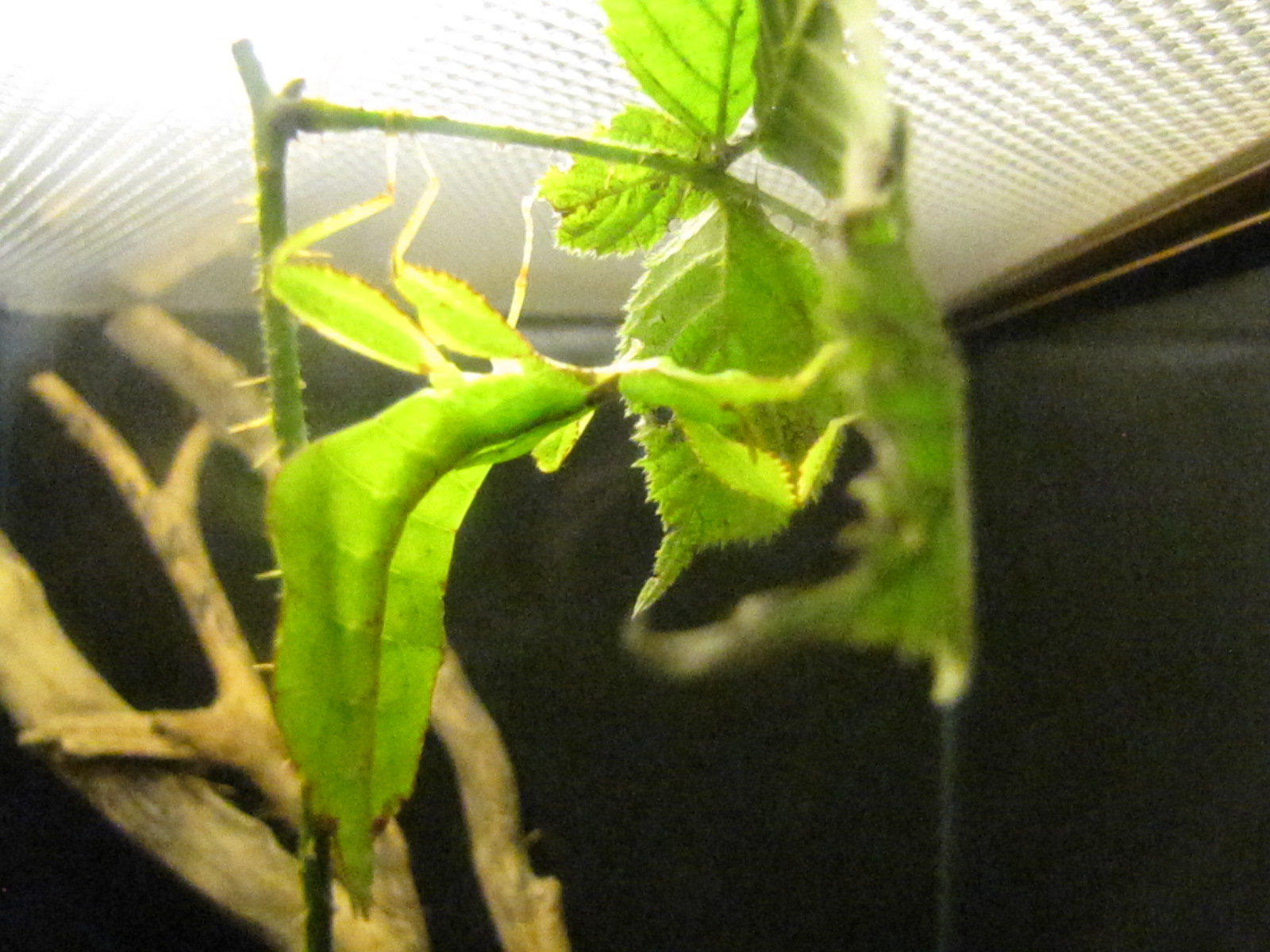 Leaf Insect