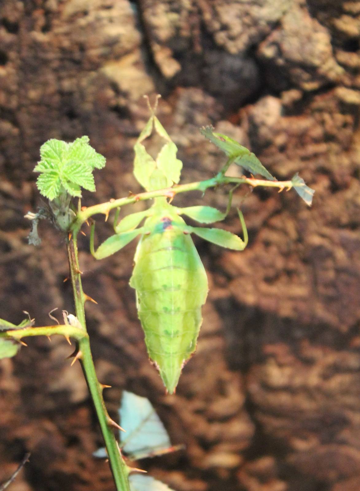 Leaf-insect