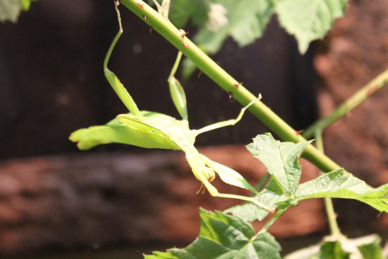 Leaf insect