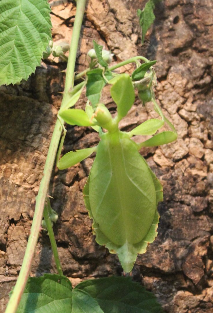 Leaf insect