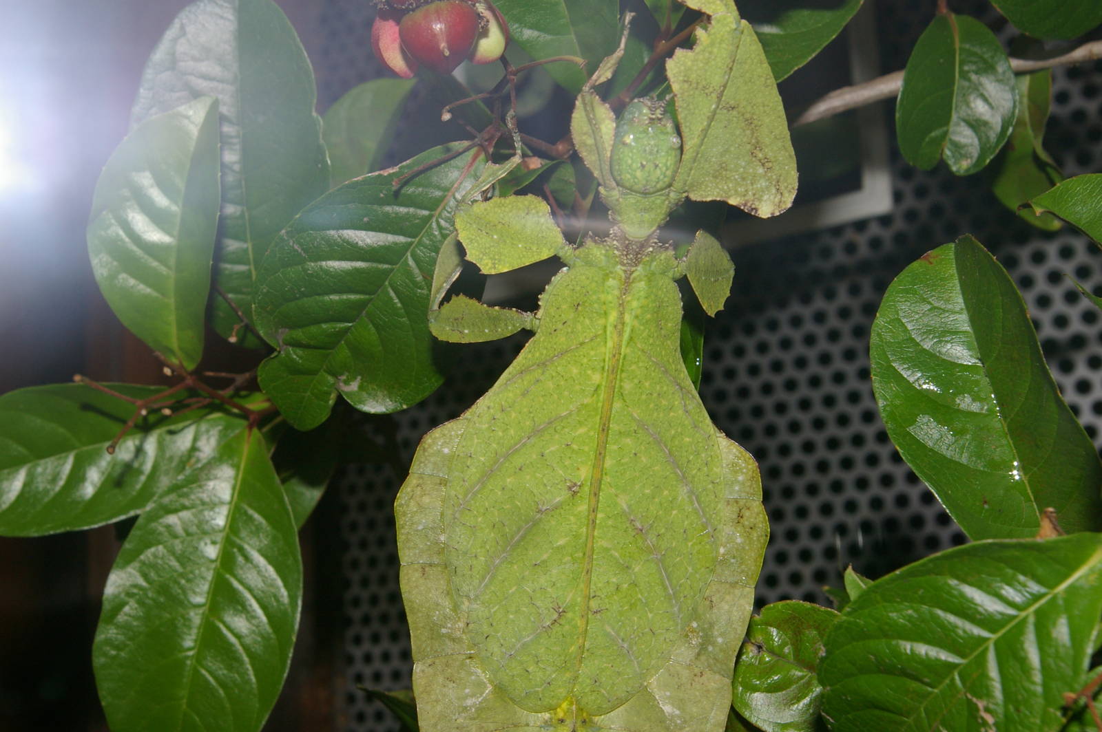 leaf insect