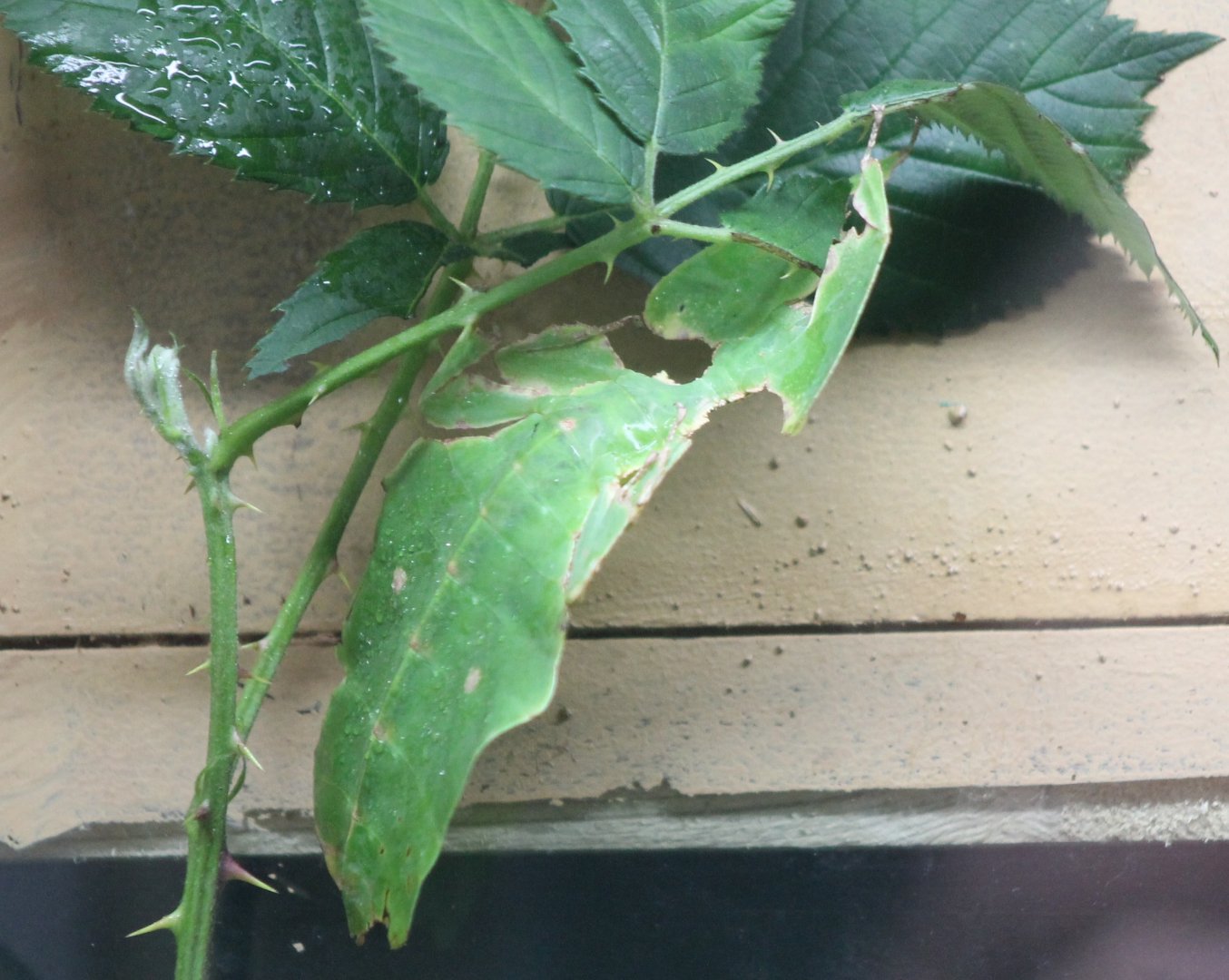 Leaf insect