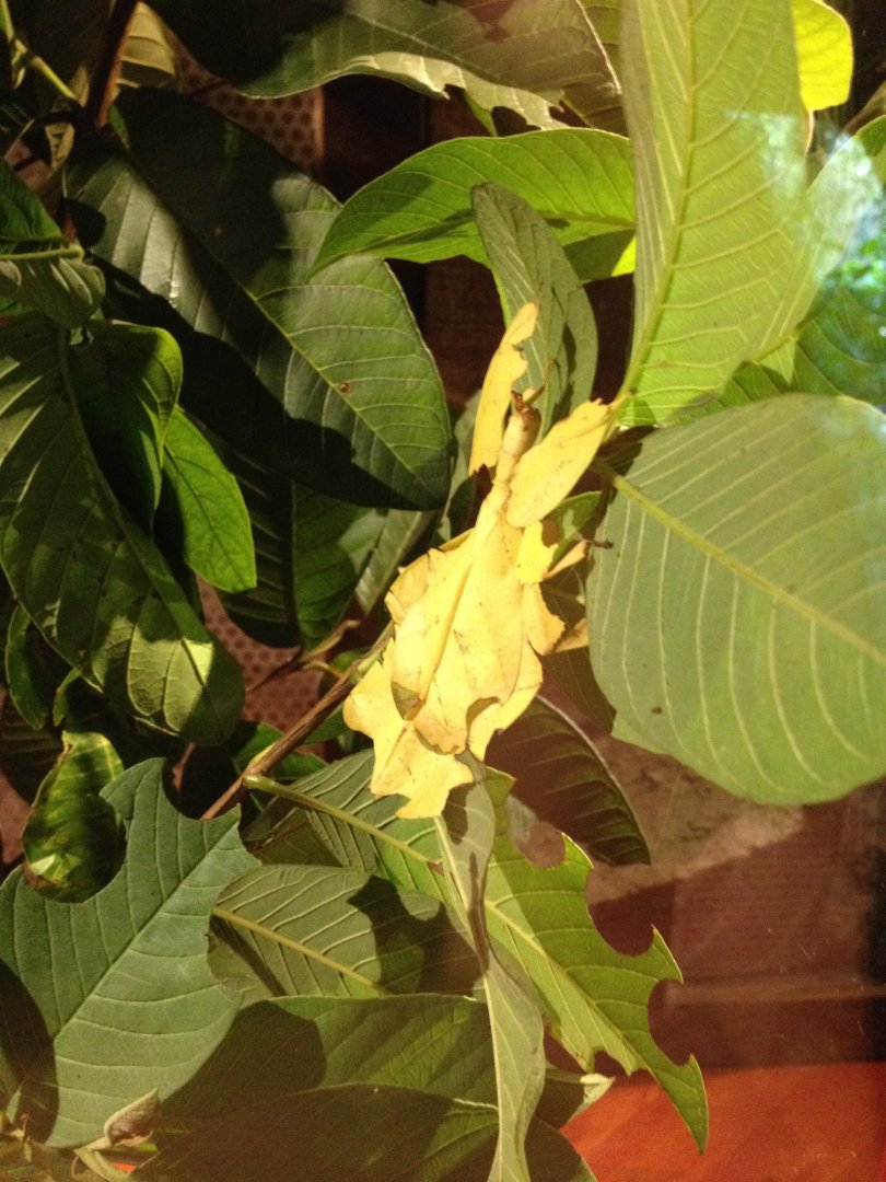Leaf Insect