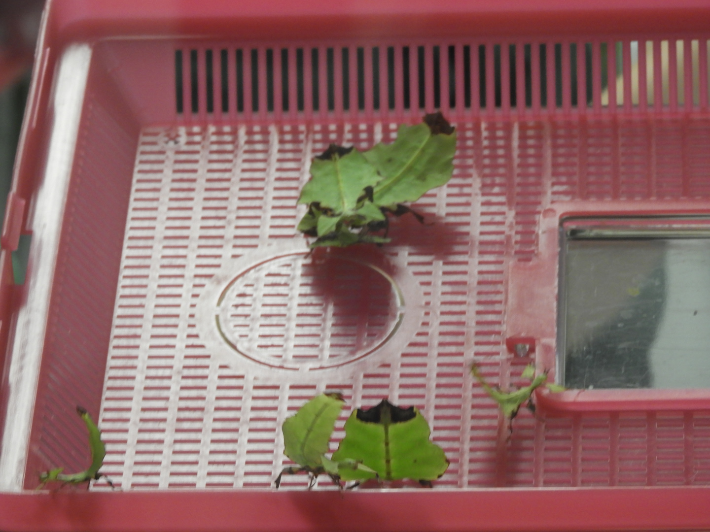 Leaf Insects (Phyllium philippinicum)