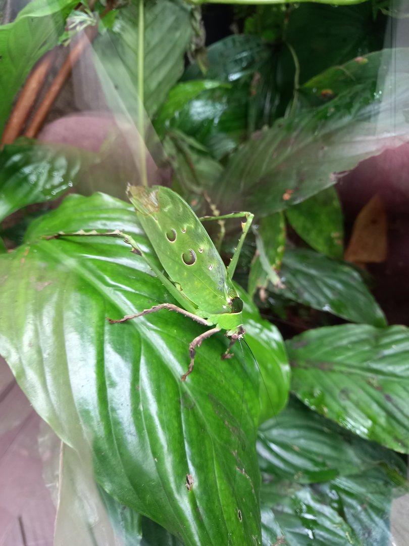 Leaf Katydid