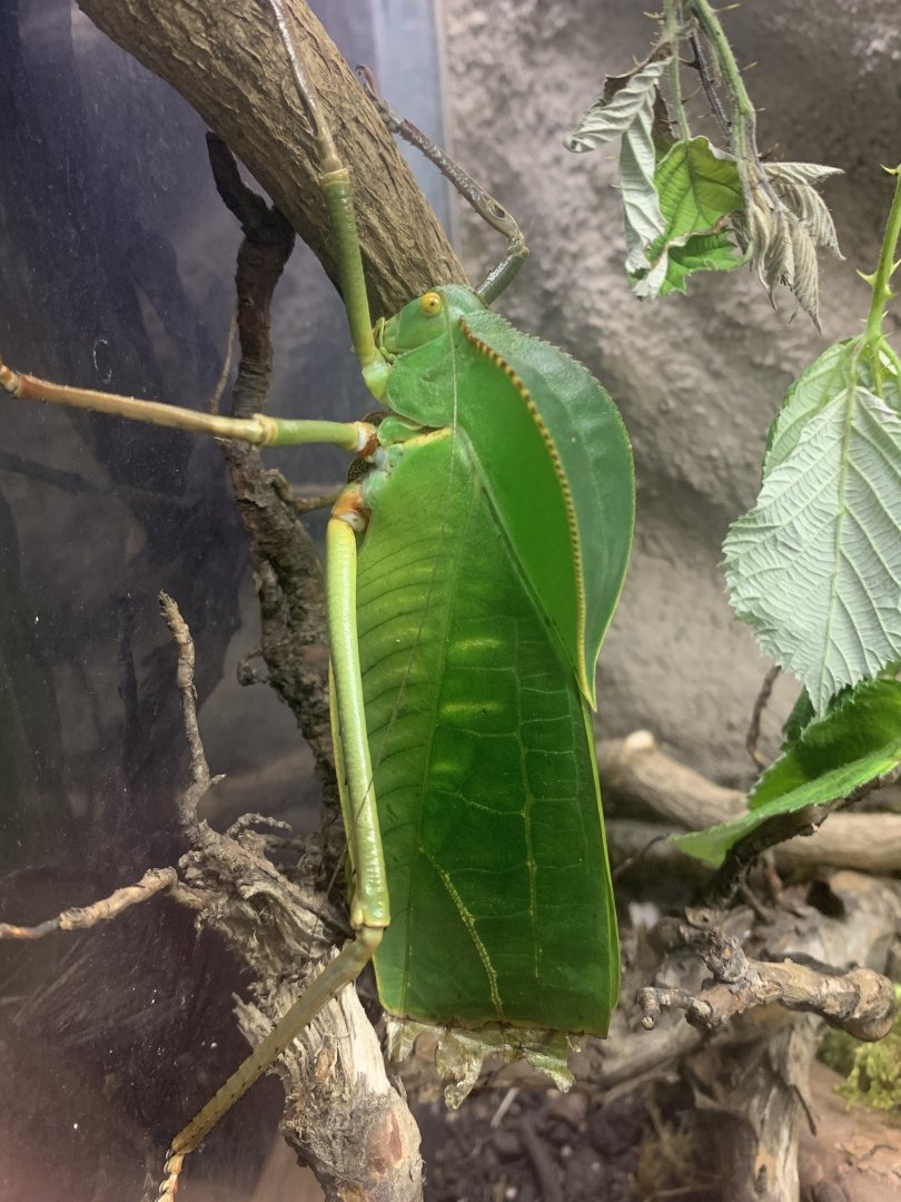 Leaf katydid