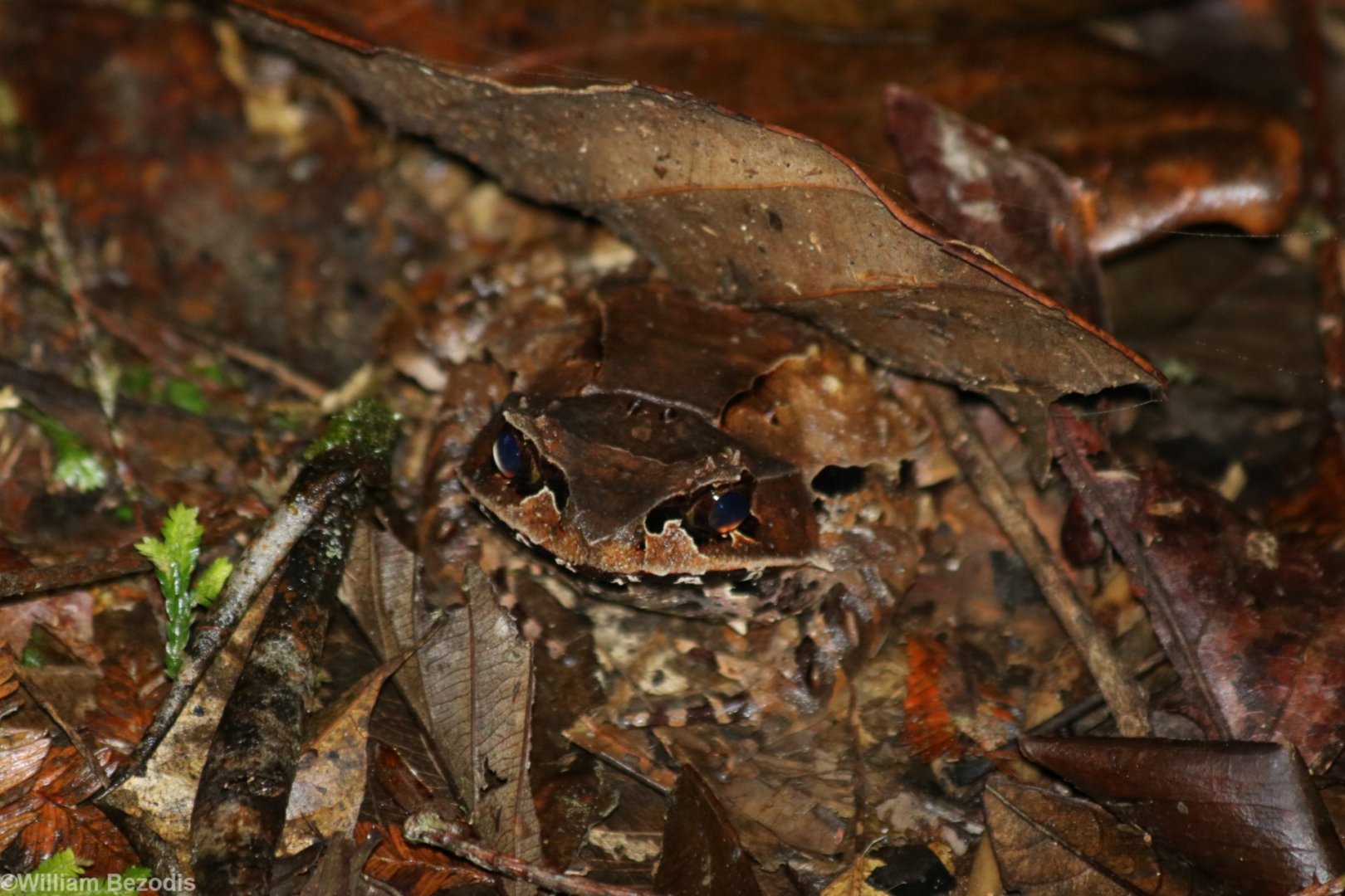 Leaf-like Frog - Mount Kinabalu