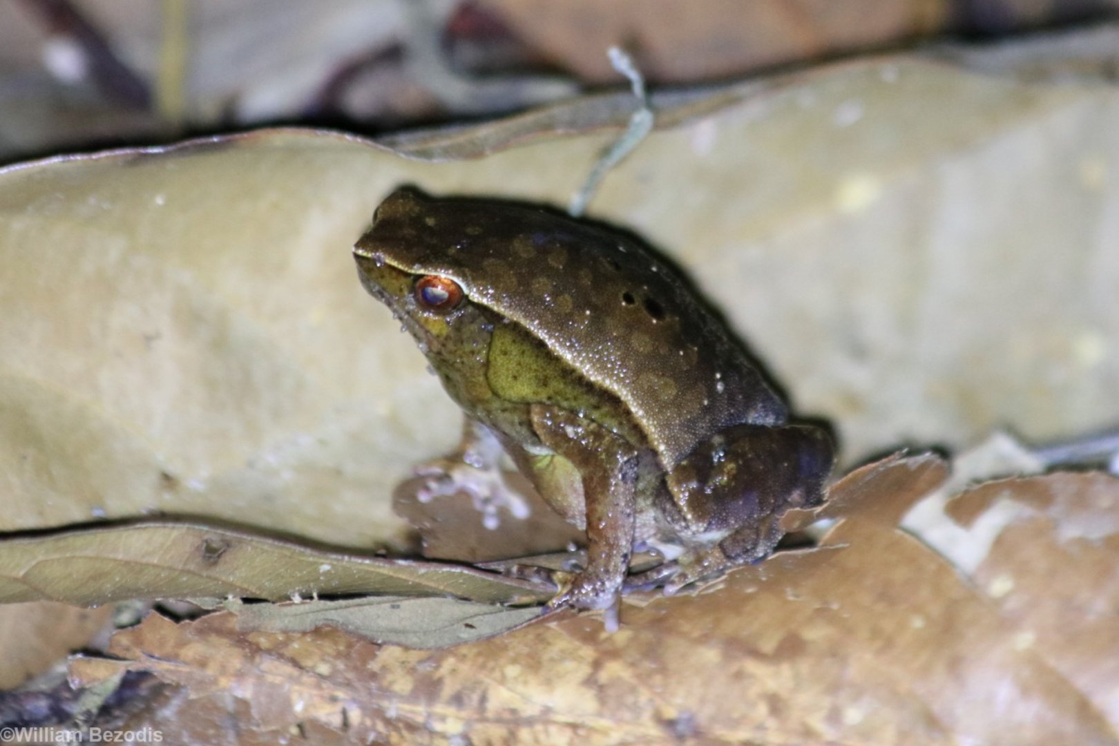 Leaf-like Frog - Sepilok