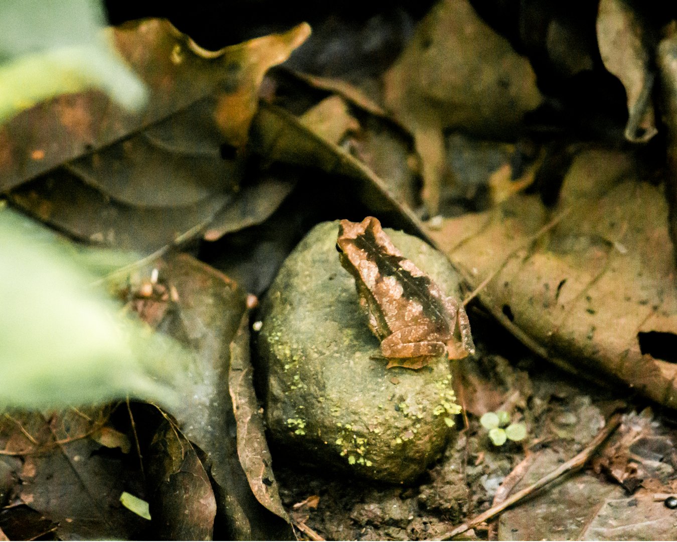 Leaf-litter toad, Rhinella alata