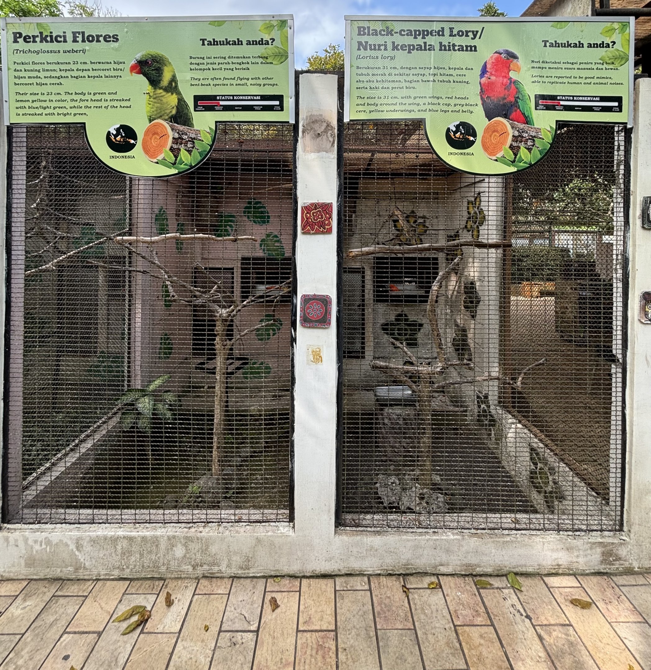 Leaf Lorikeet + Black-capped Lory Aviaries