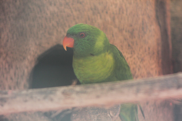 Leaf lorikeet (Trichoglossus weberi)