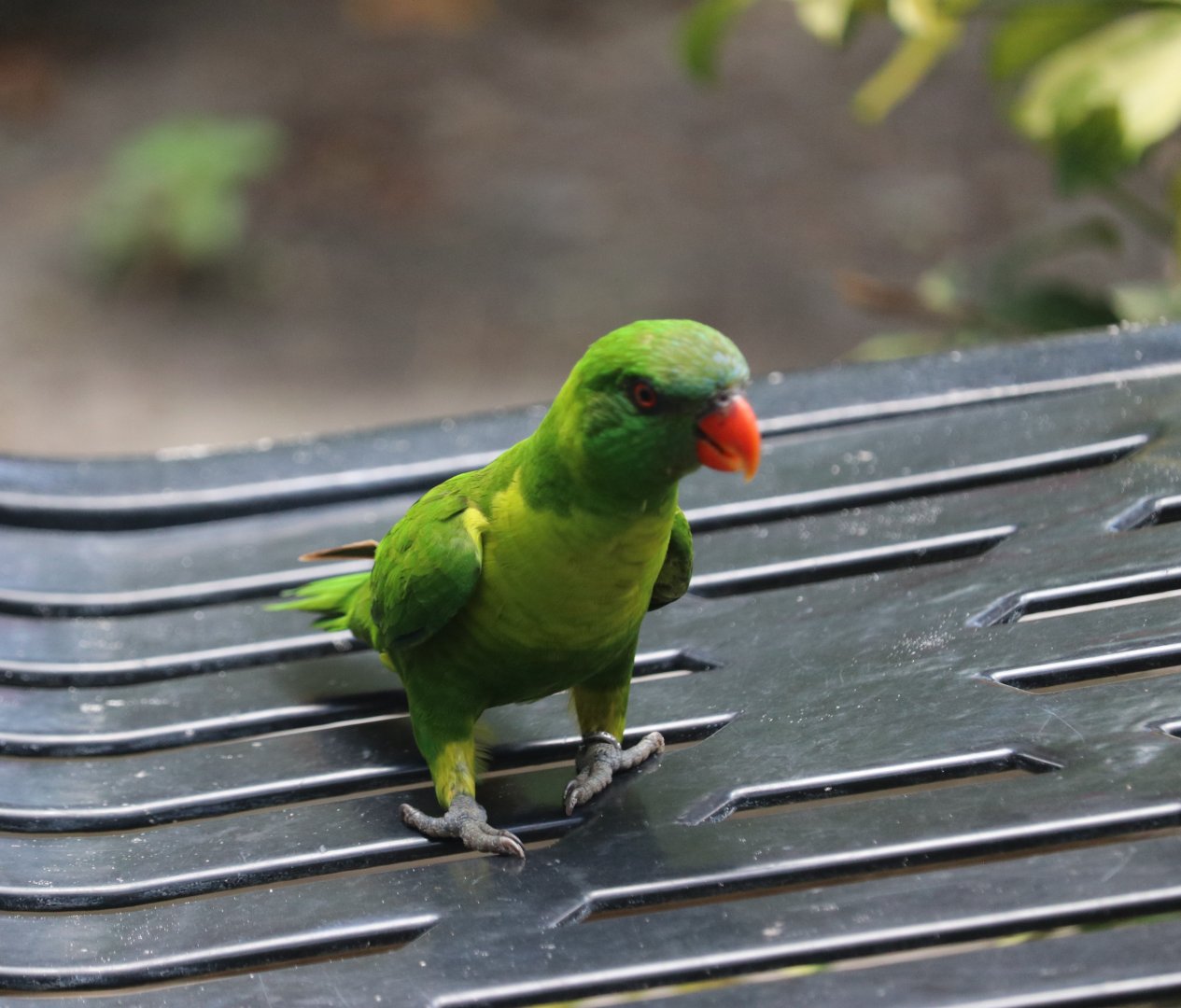Leaf Lorikeet (Trichoglossus weberi)