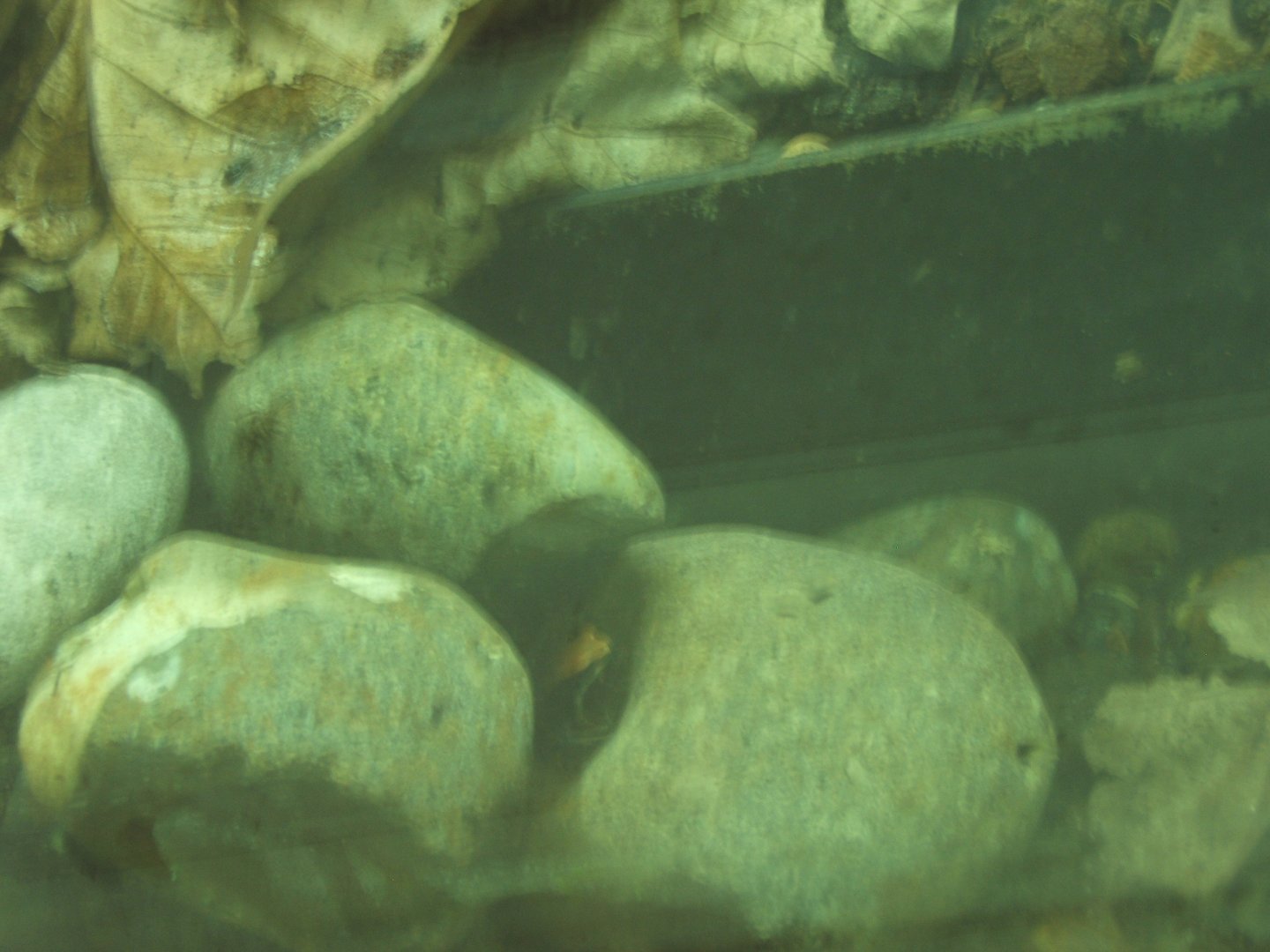 Leaf Mantella 30/07/2017