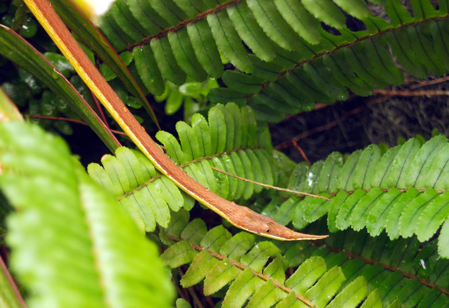 Leaf-nose snake