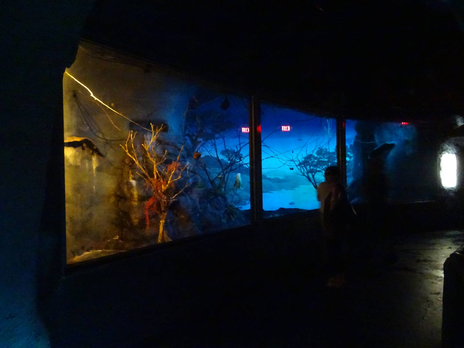 Leaf-nosed Fruit Bat Exhibit at Busch Gardens Tampa