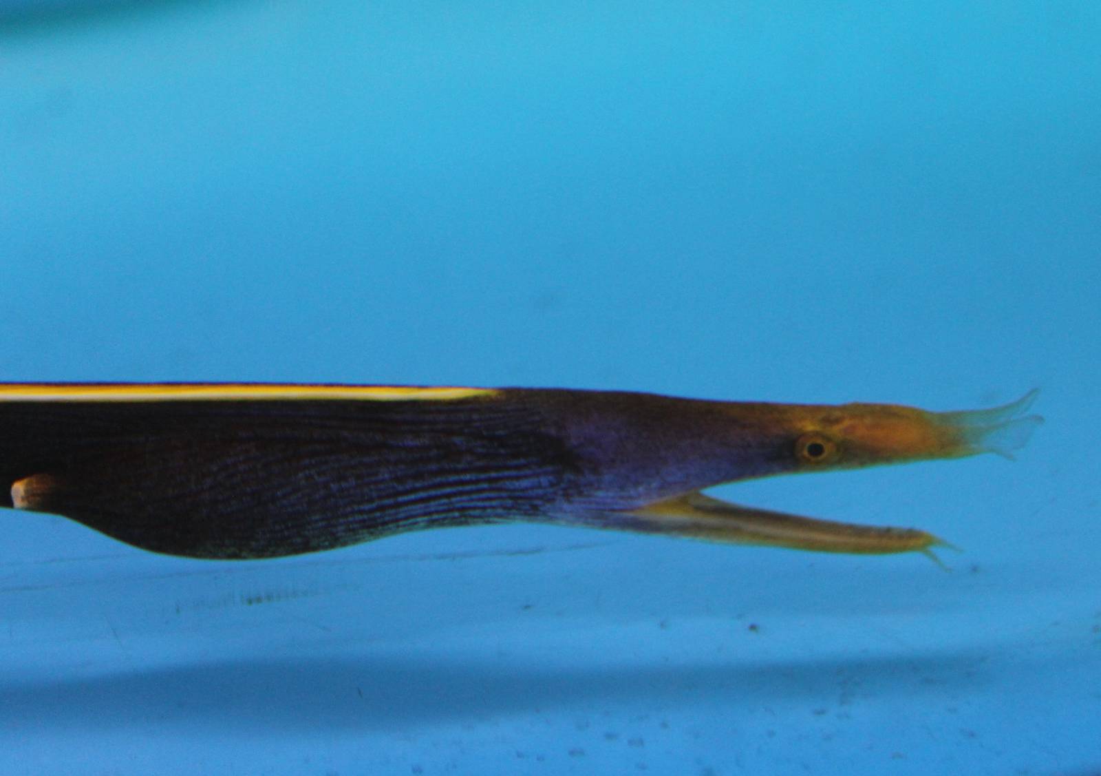 Leaf-nosed morey eel