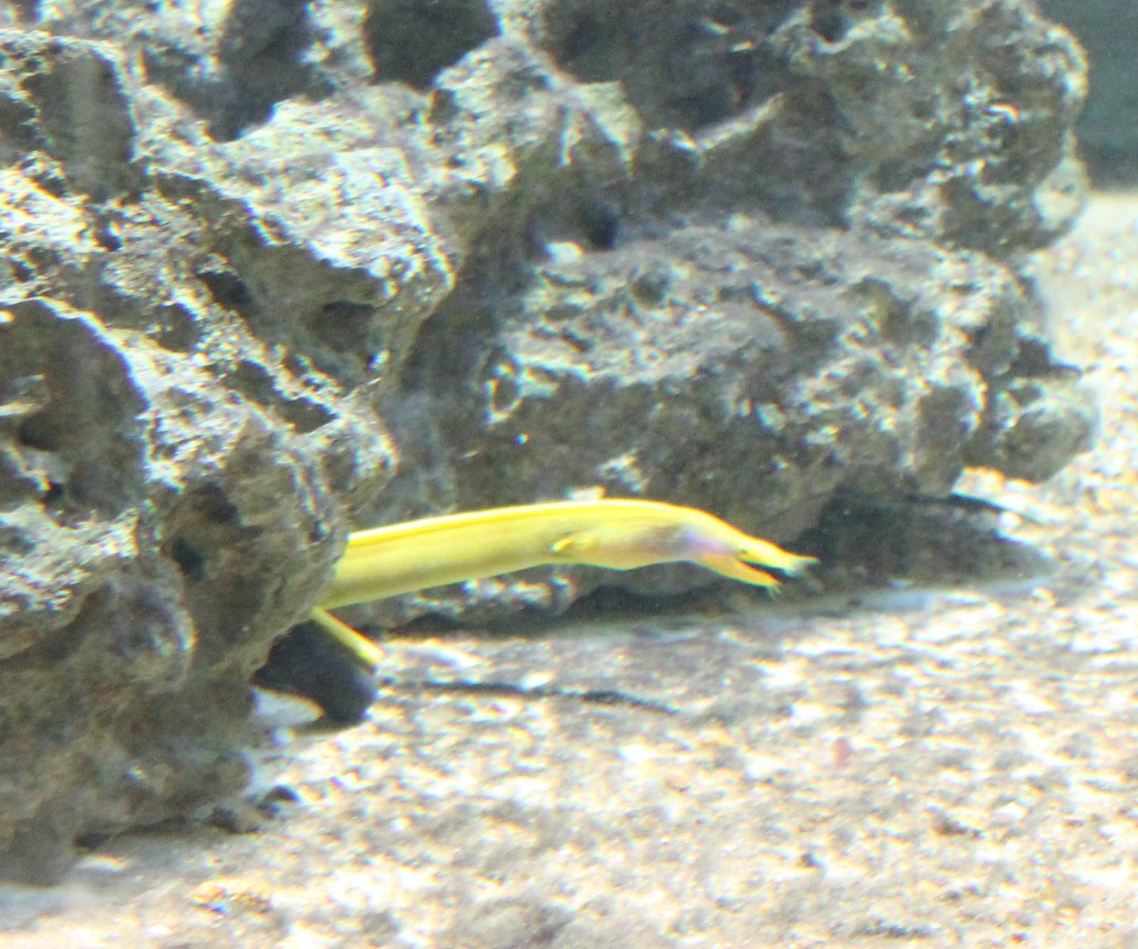 Leaf-nosed morey eel
