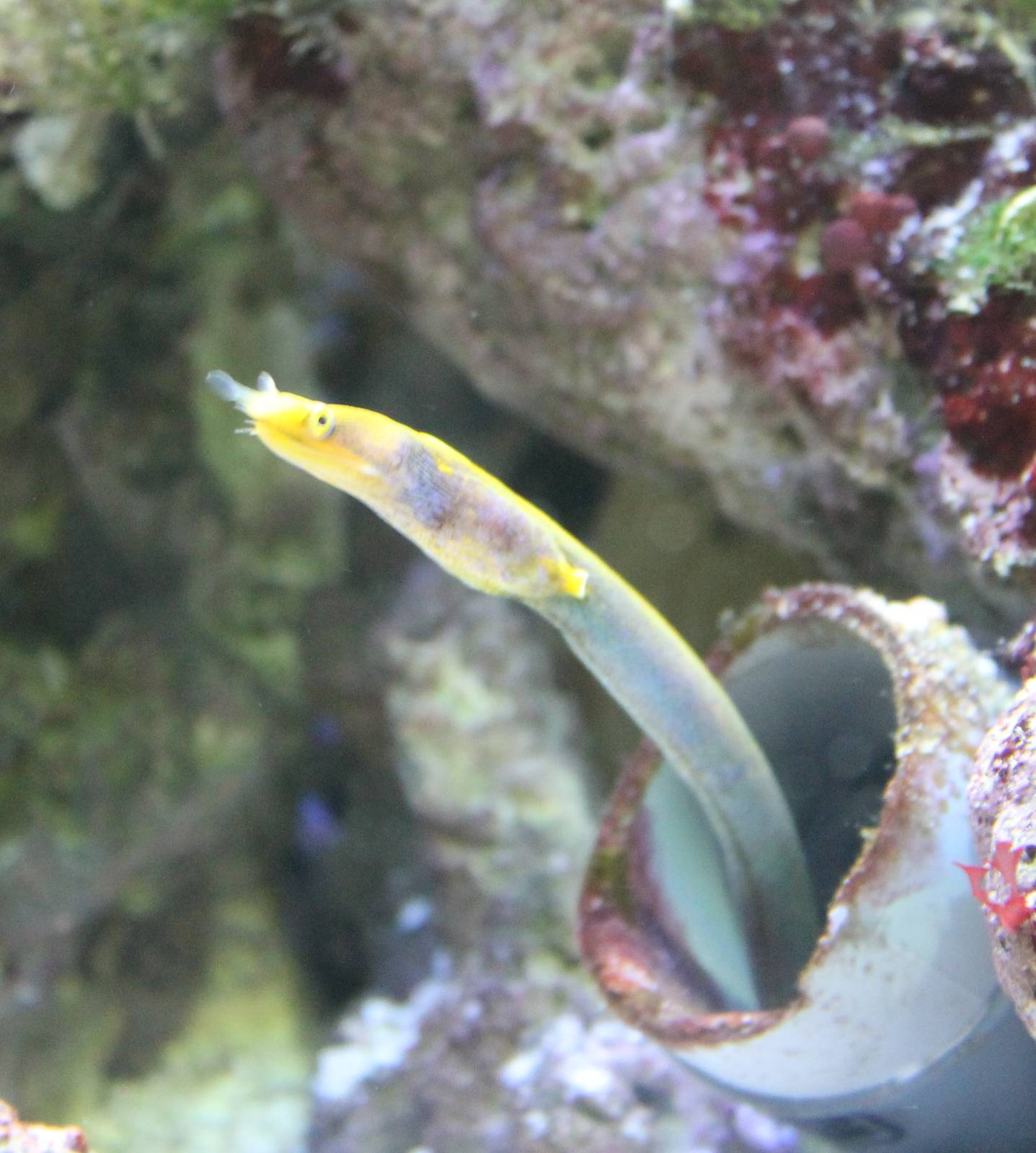 Leaf-nosed morey eel