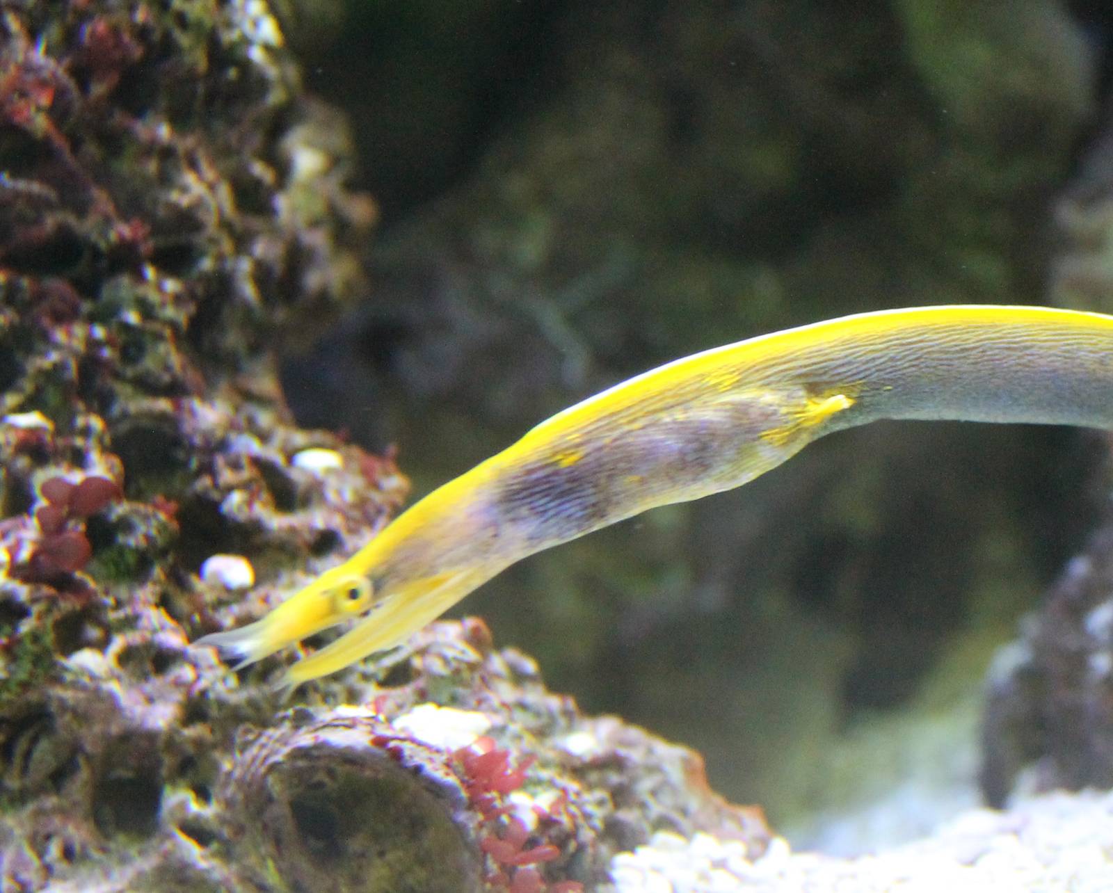 Leaf-nosed morey eel