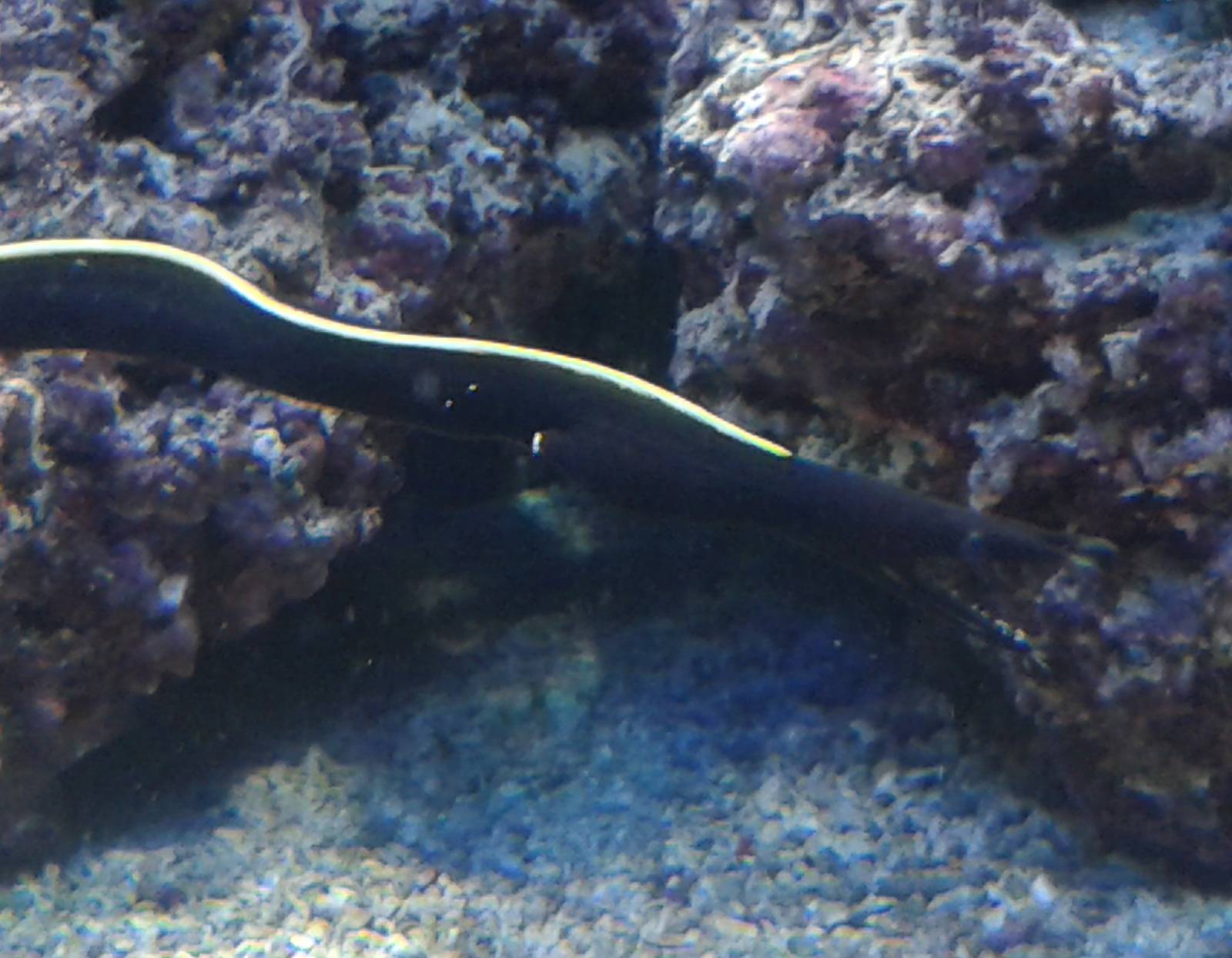 Leaf-nosed muray eel