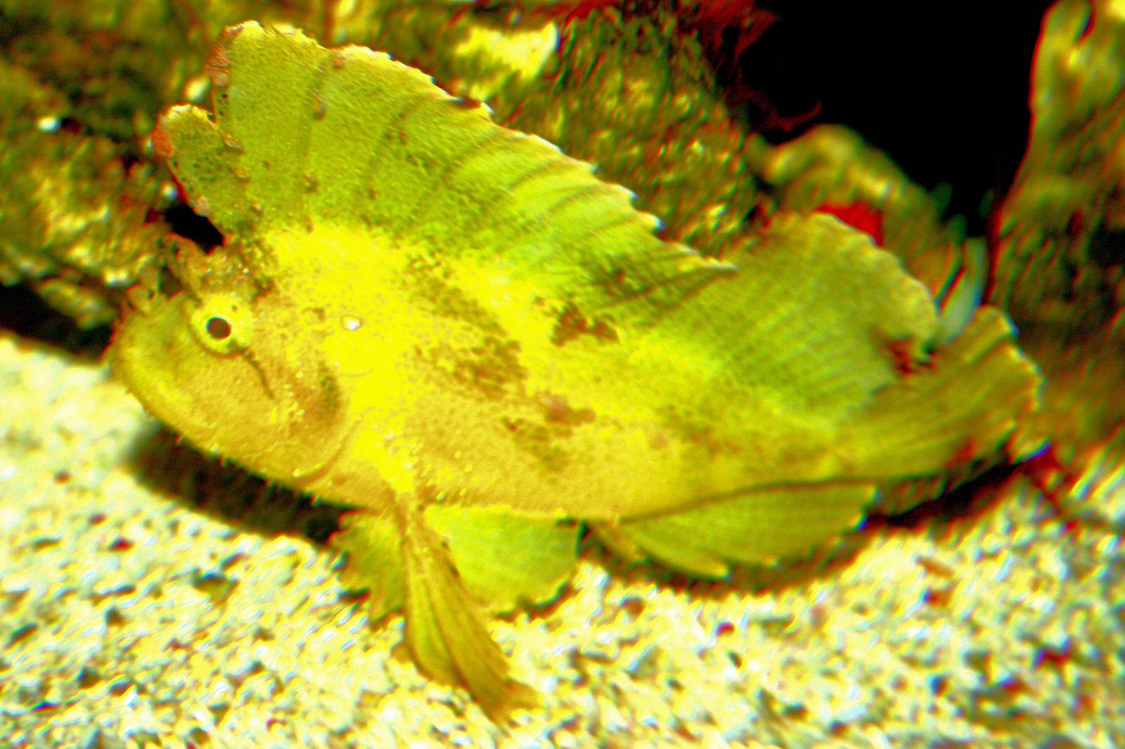 Leaf scorpionfish; Berlin Zoo Aquarium; 10th June 2014