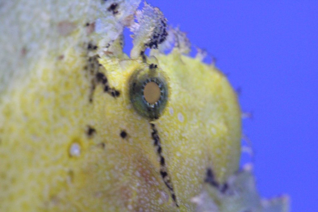 Leaf Scorpionfish eye
