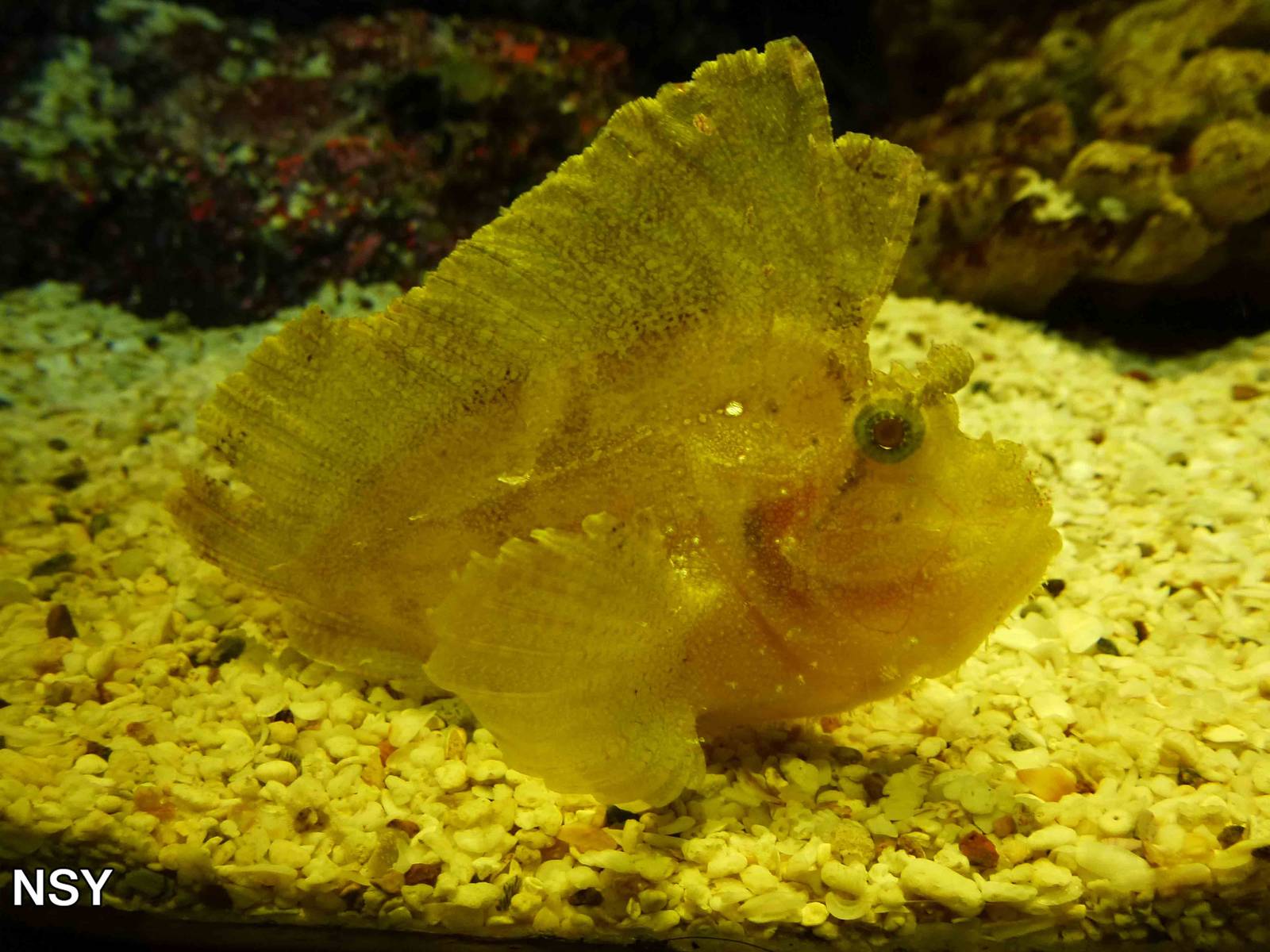 Leaf scorpionfish, June 2013.