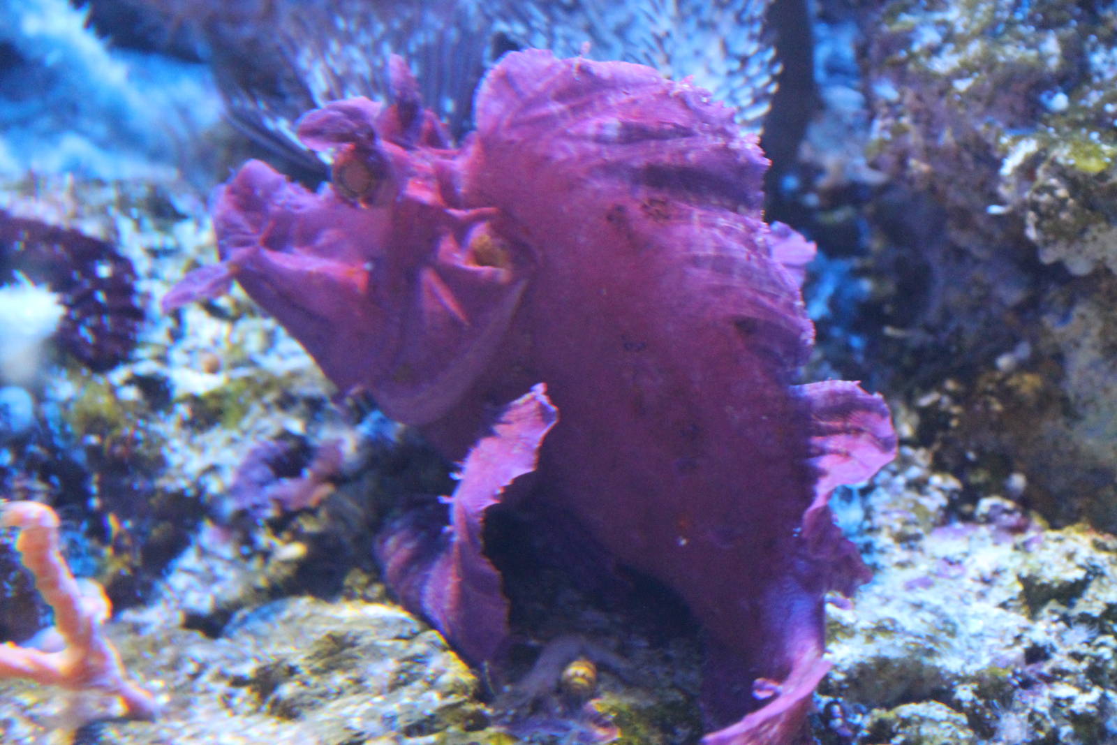 Leaf Scorpionfish (Rhinopias eschmeyeri)
