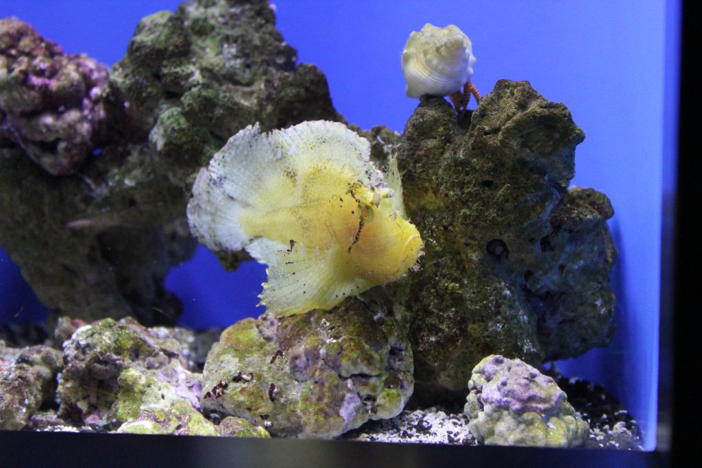 Leaf Scorpionfish (Taenianotus triacanthus)