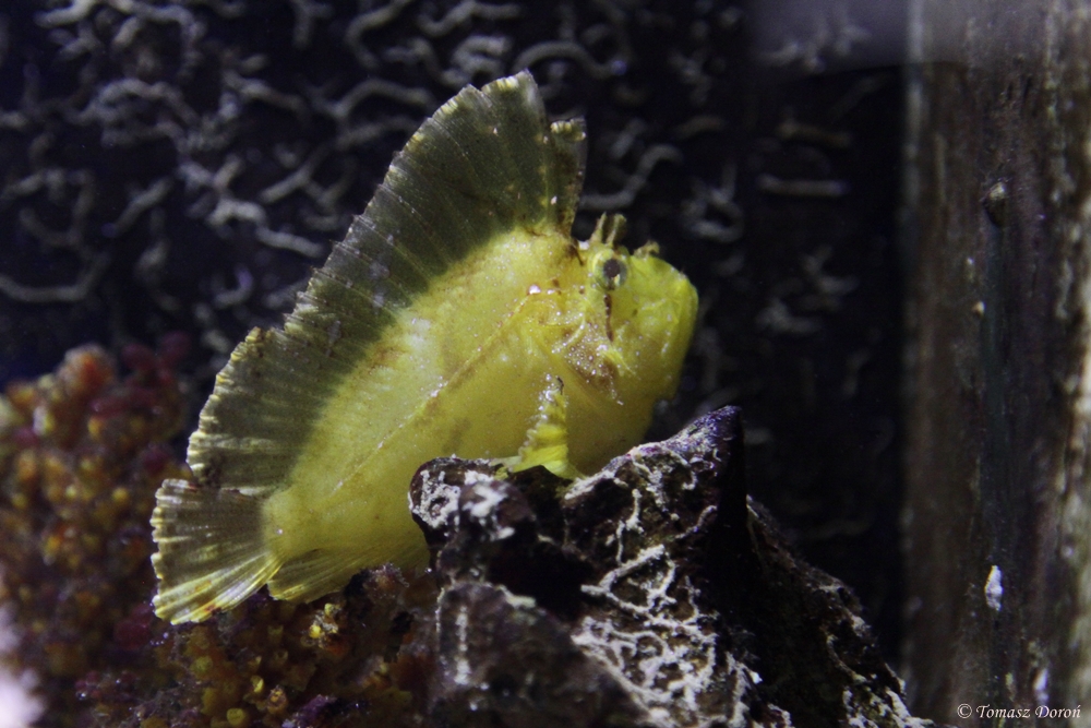 Leaf Scorpionfish (Taenianotus triacanthus)