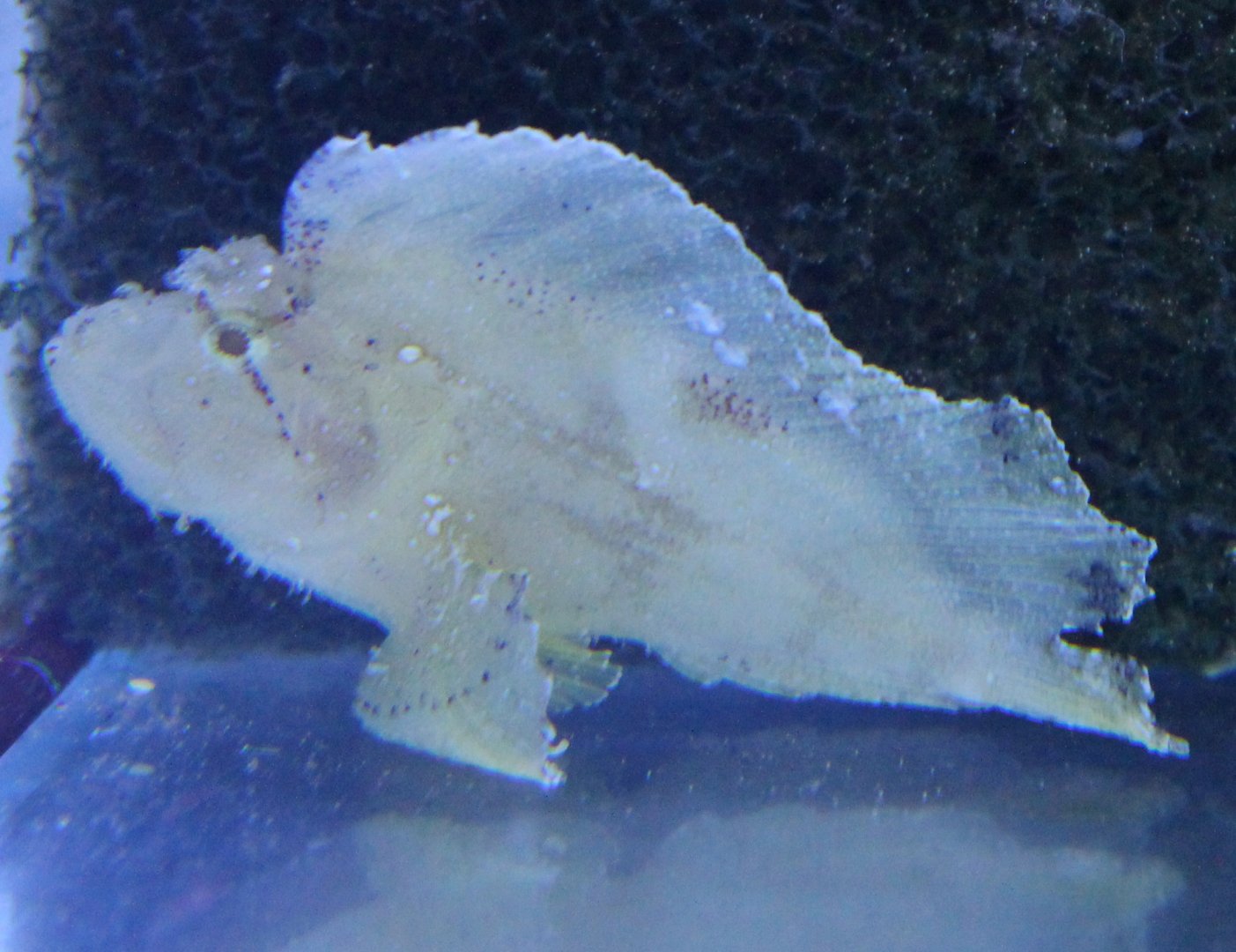 Leaf Scorpionfish - Taenianotus triacanthus