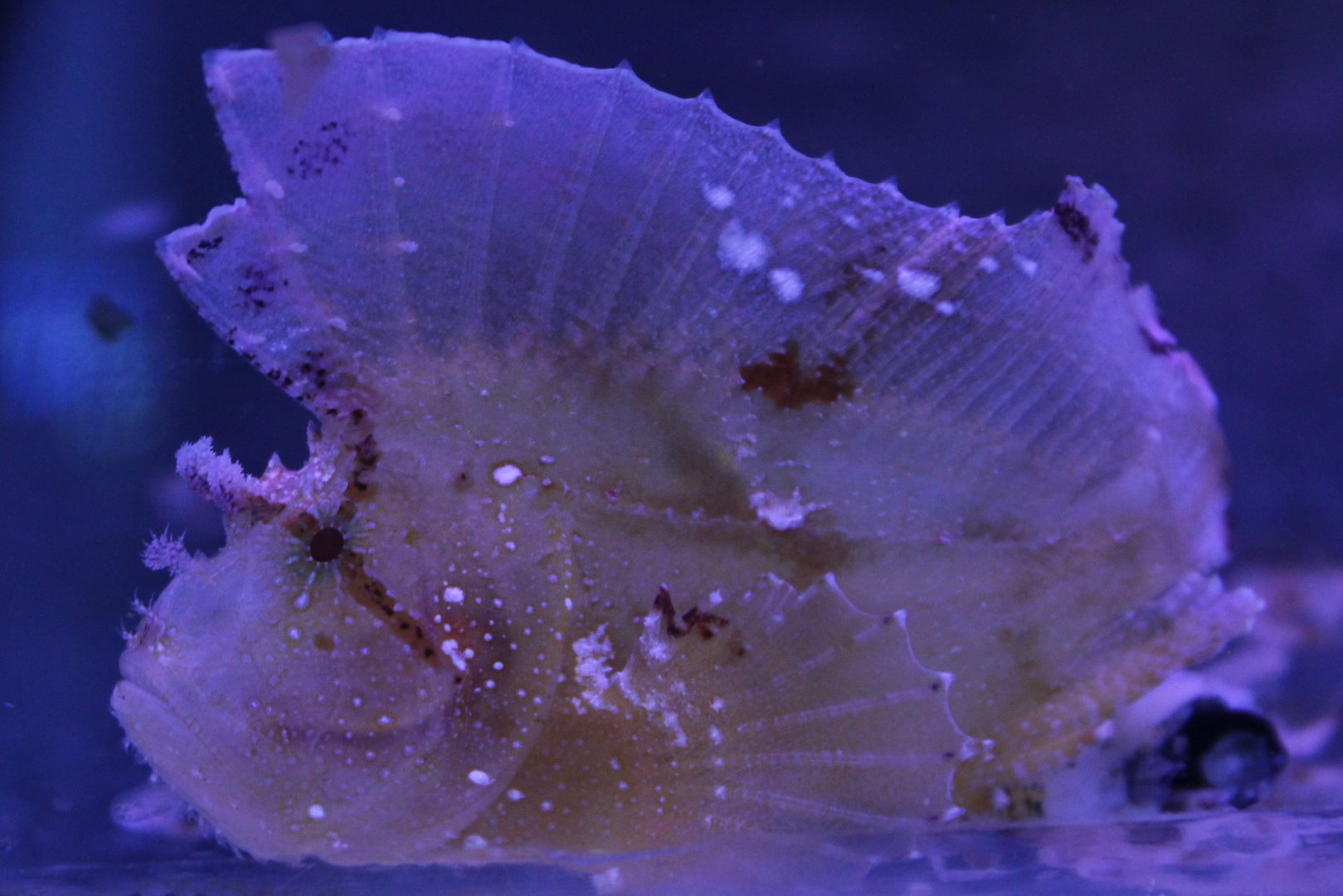 Leaf scorpionfish - Taenianotus triacanthus