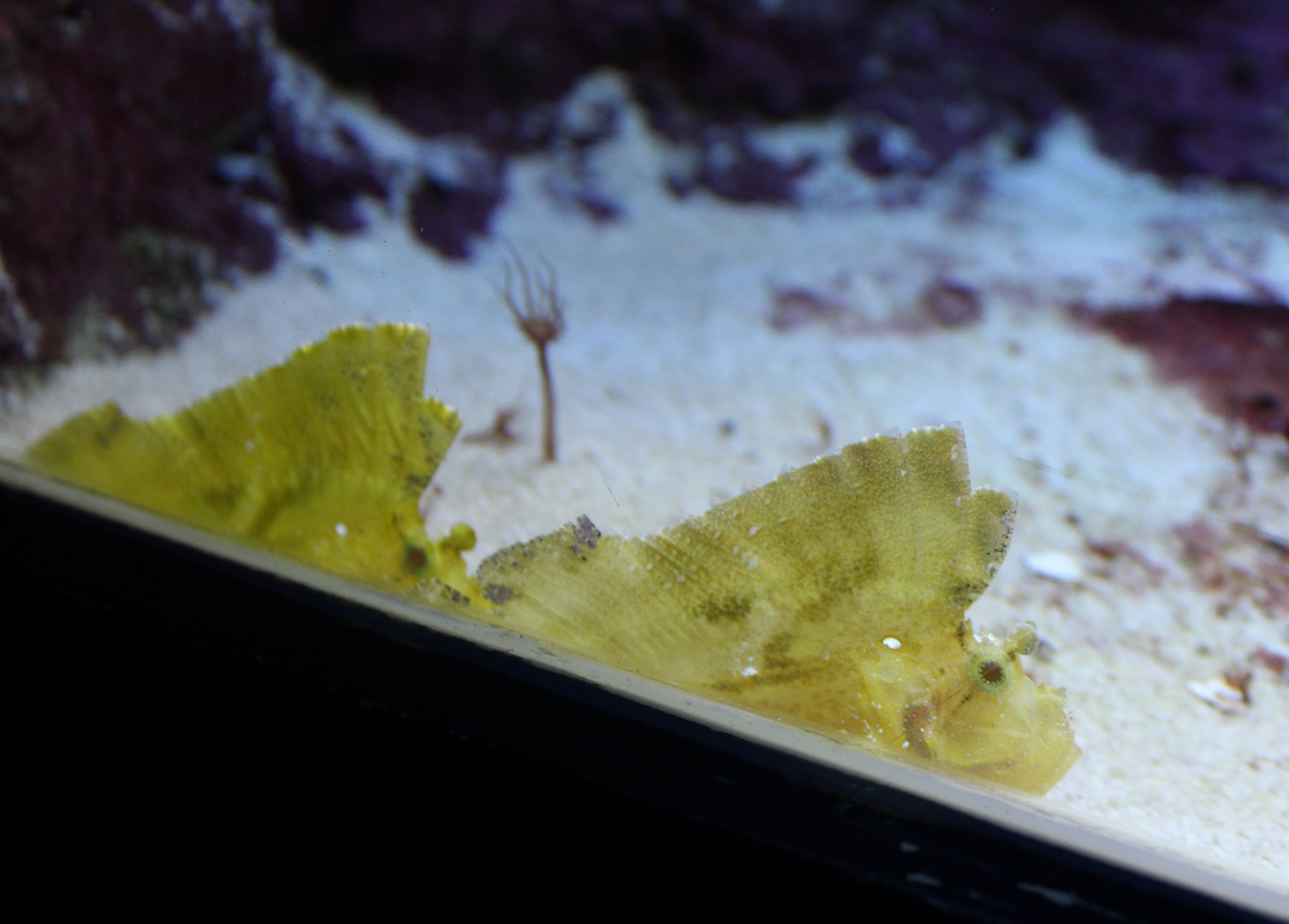 Leaf scorpionfish - Taenianotus triacanthus