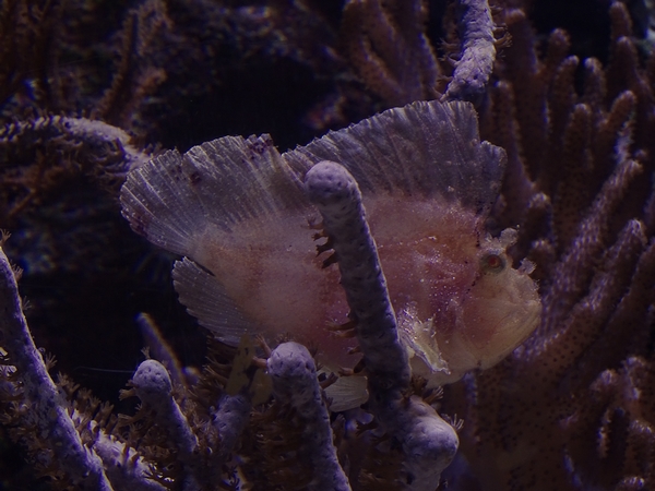 Leaf scorpionfish (Taenianotus triacanthus)