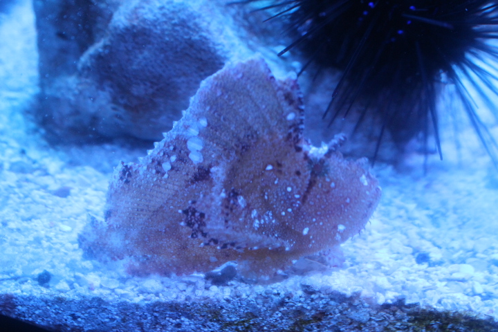 Leaf scorpionfish (Taenianotus triacanthus)