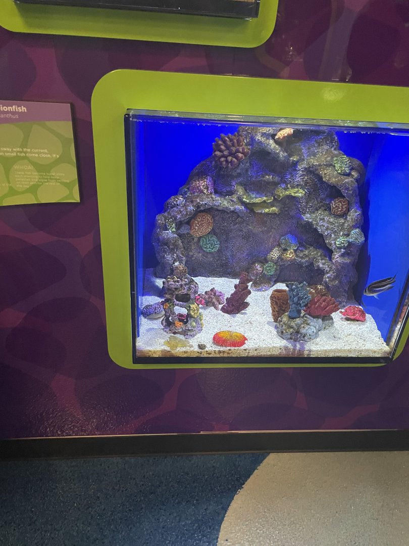 Leaf Scorpionfish Tank- May 2024