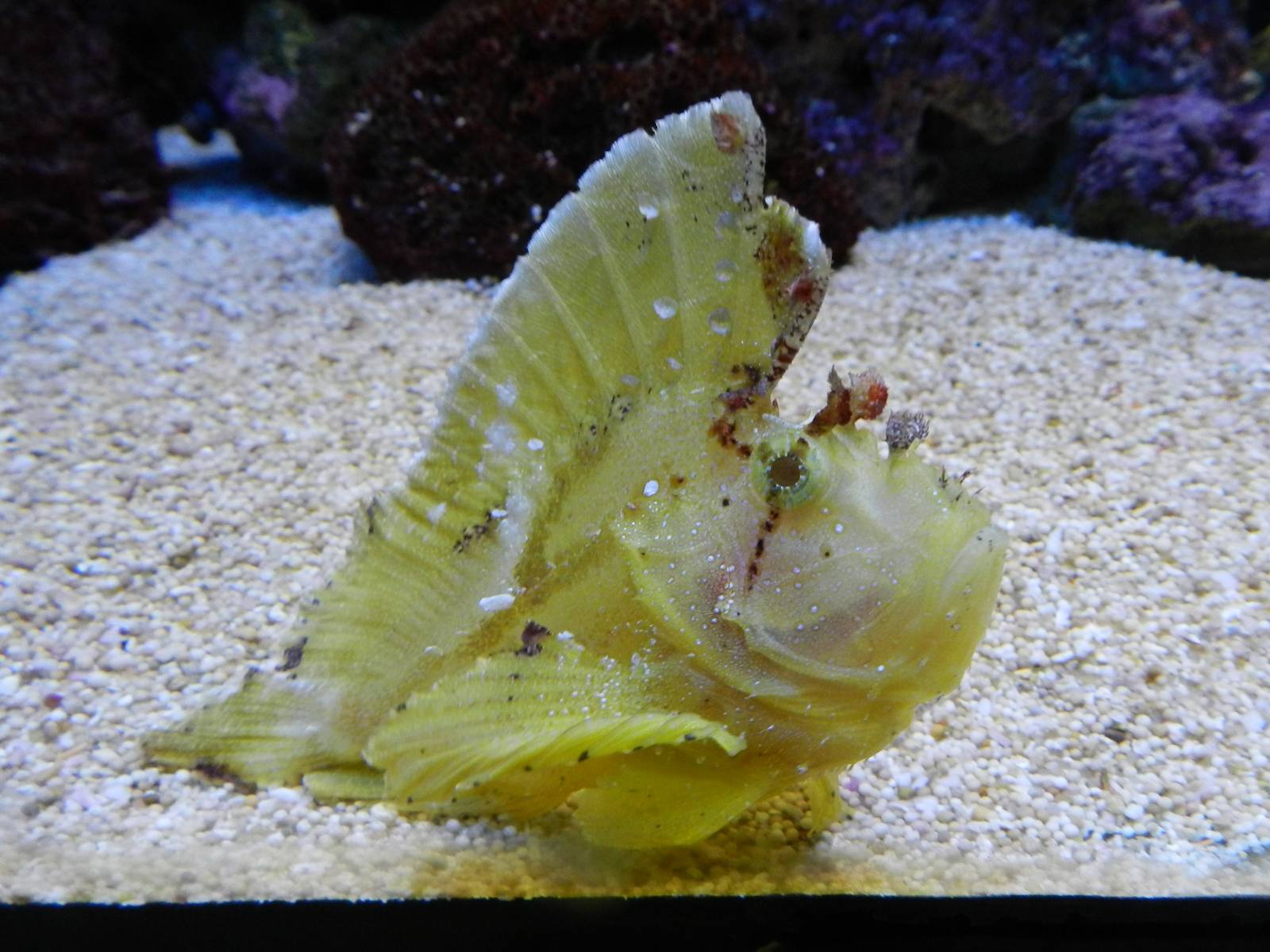 Leaf Scorpionfish.