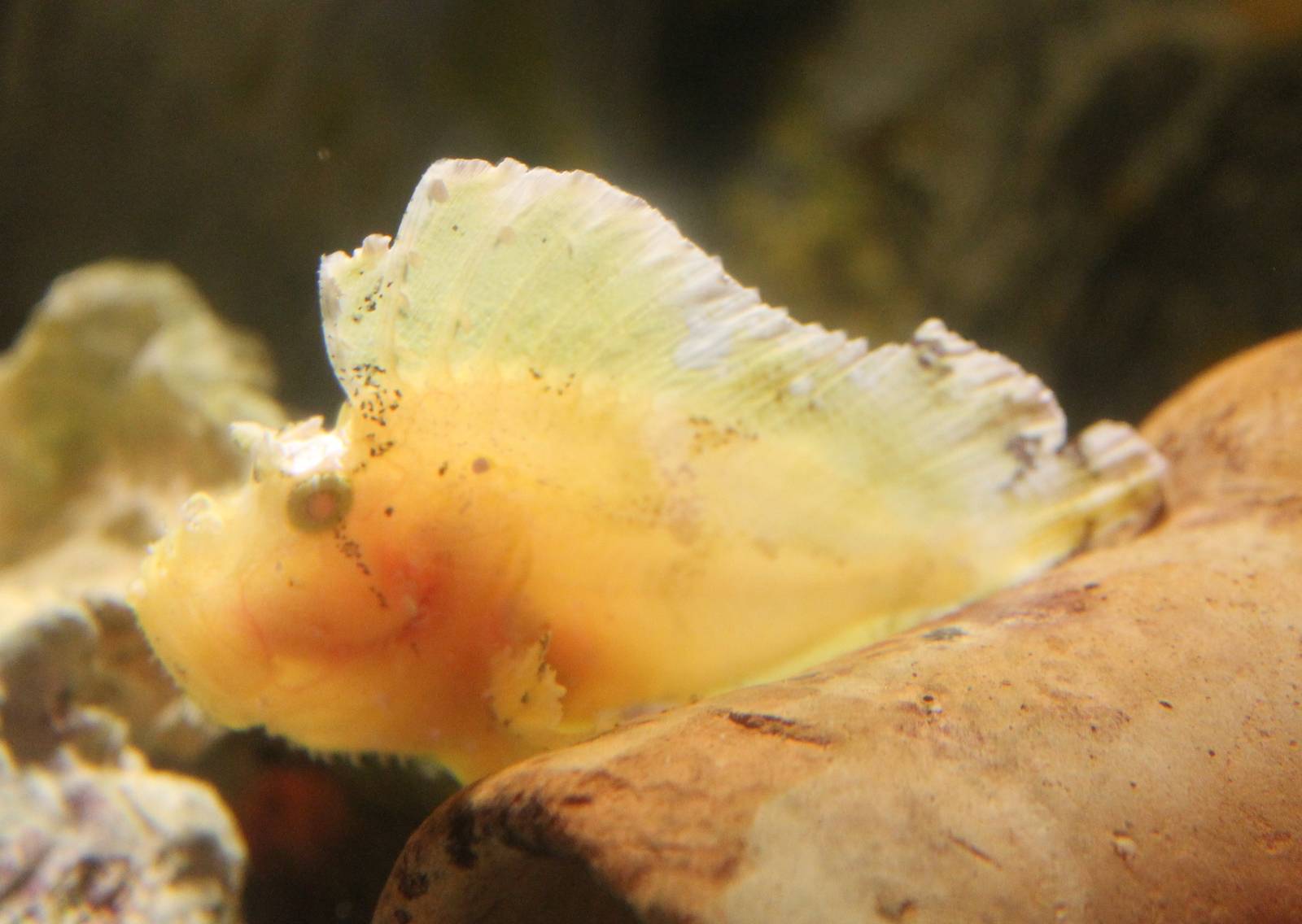 Leaf scorpionfish