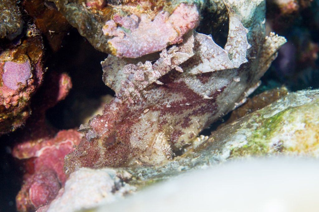 Leaf Scorpionfish