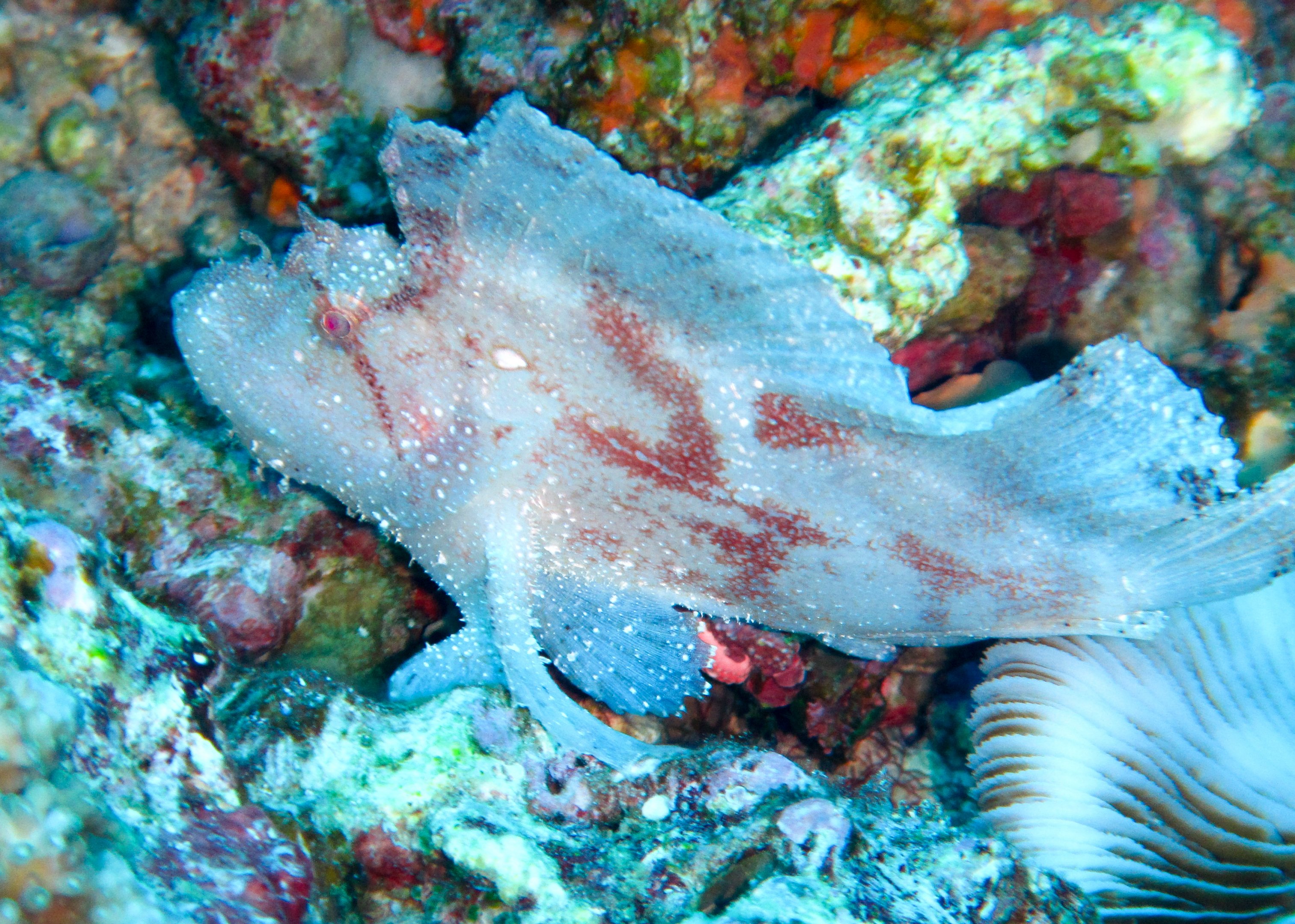 Leaf Scorpionfish