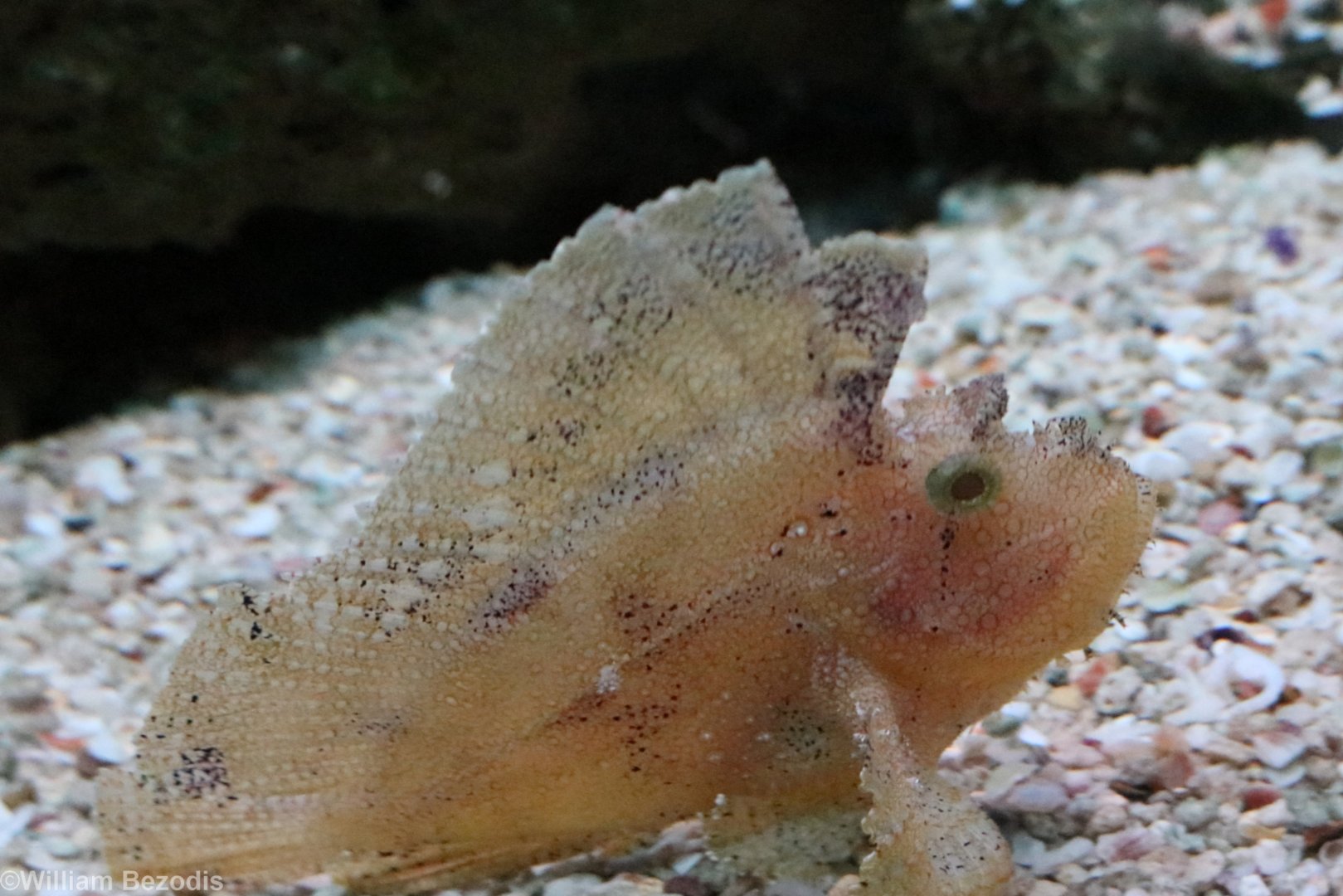 Leaf Scorpionfish
