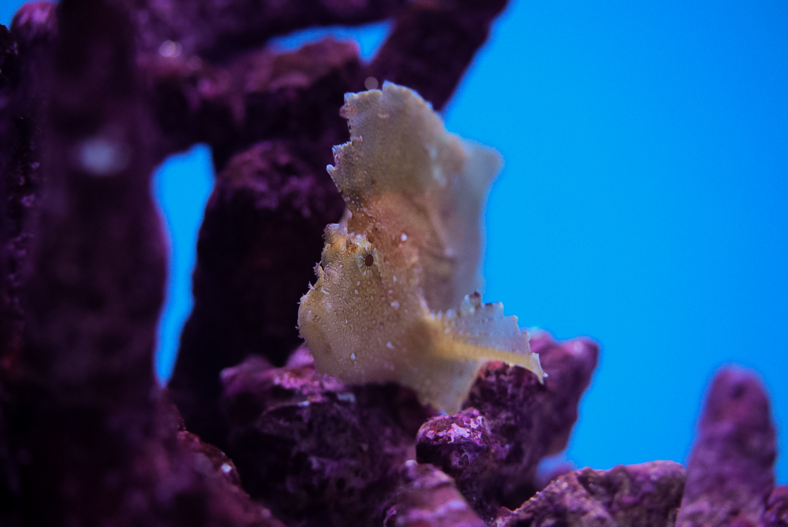 Leaf Scorpionfish
