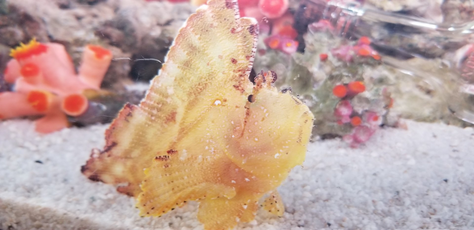 Leaf Scorpionfish