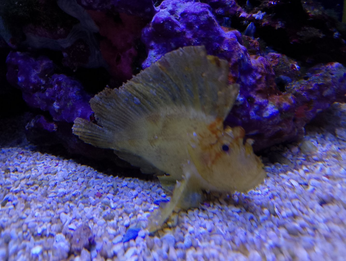 Leaf scorpionfish