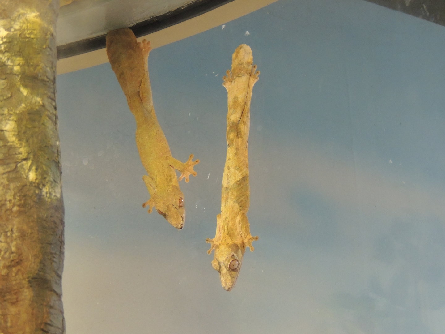 leaf tail gecko species