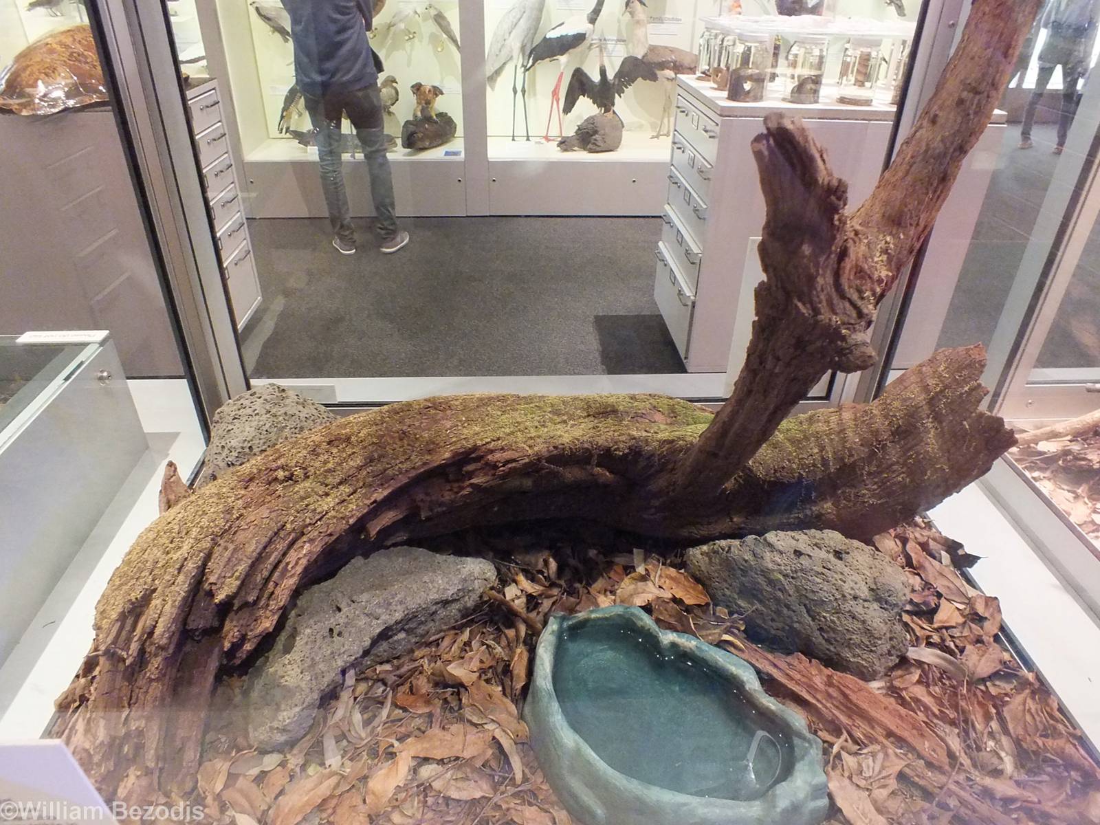 Leaf-tailed Gecko Enclosure- Queensland Museum