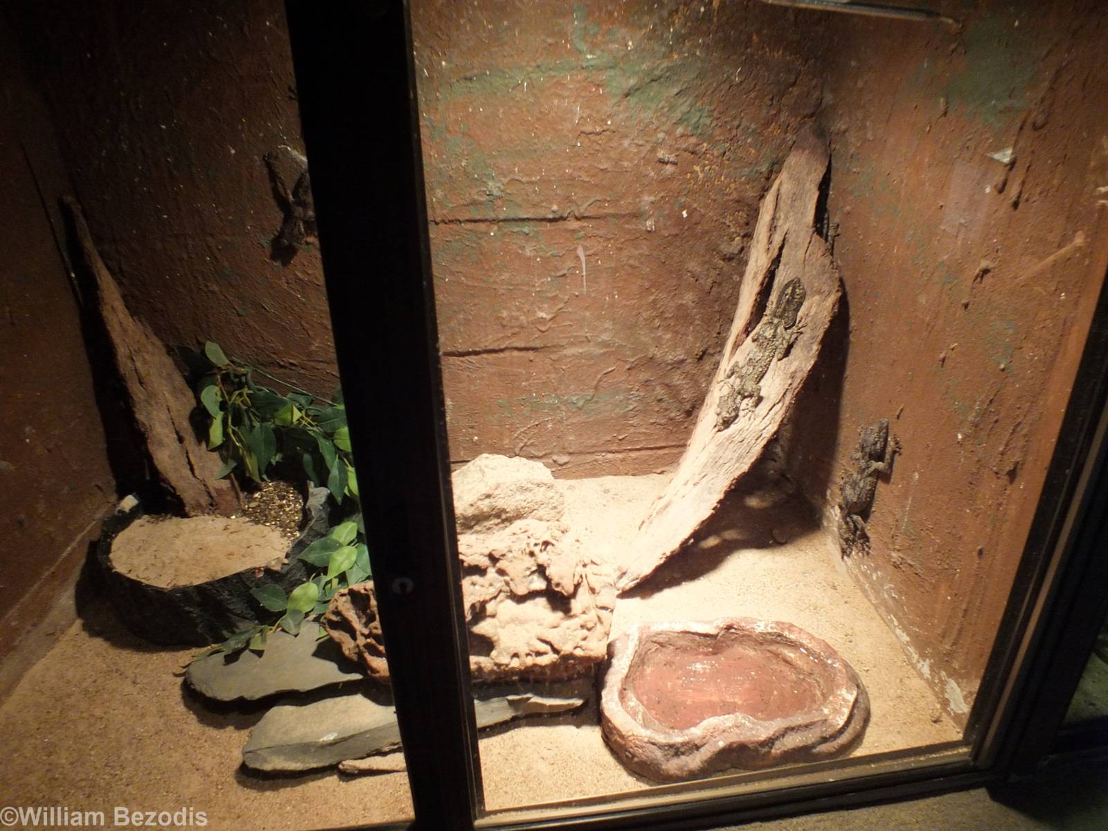 Leaf-tailed Gecko Enclosure