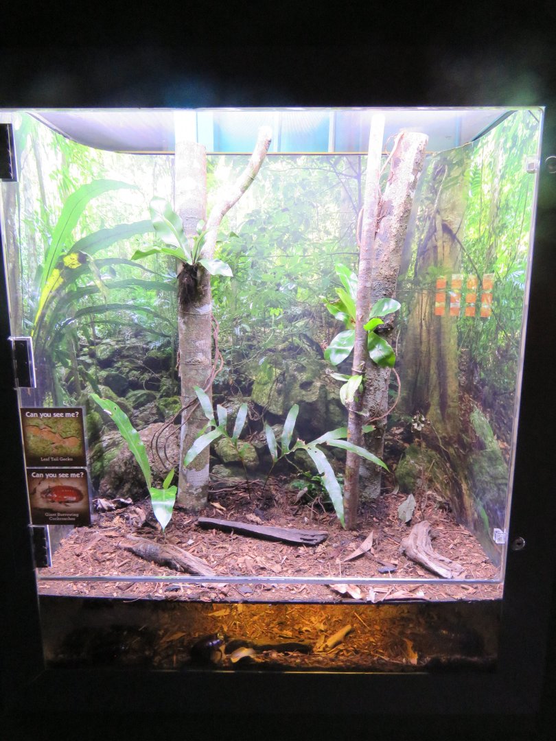 Leaf tailed gecko Exhibit
